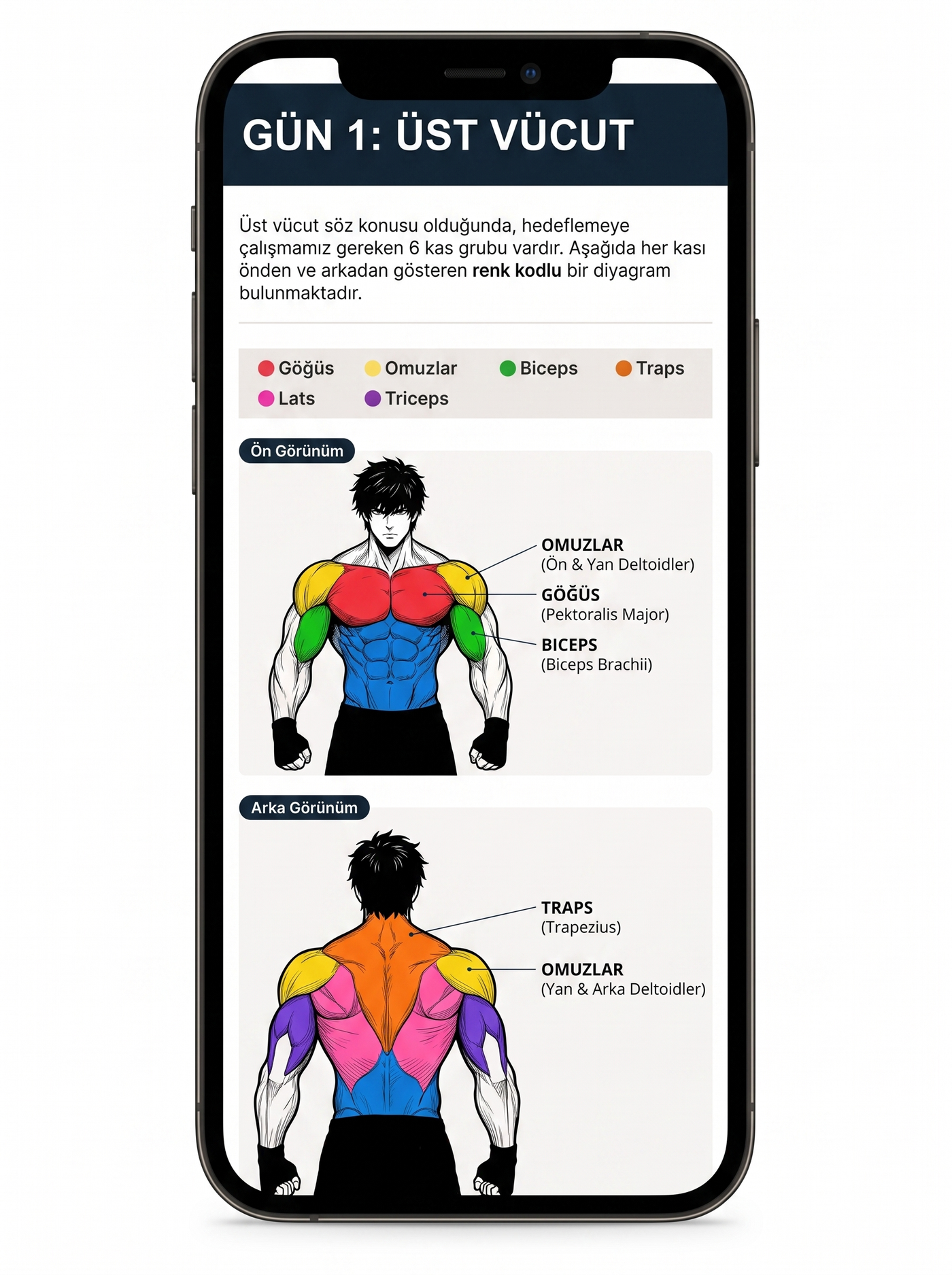 Kas anatomisi